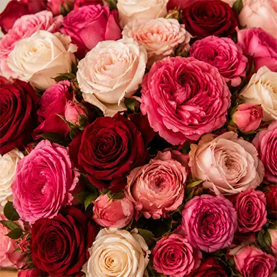All Roses