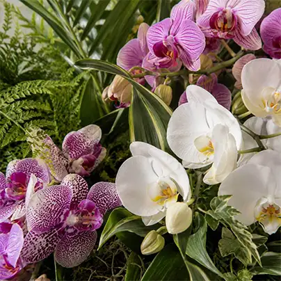 Orchid Plants
