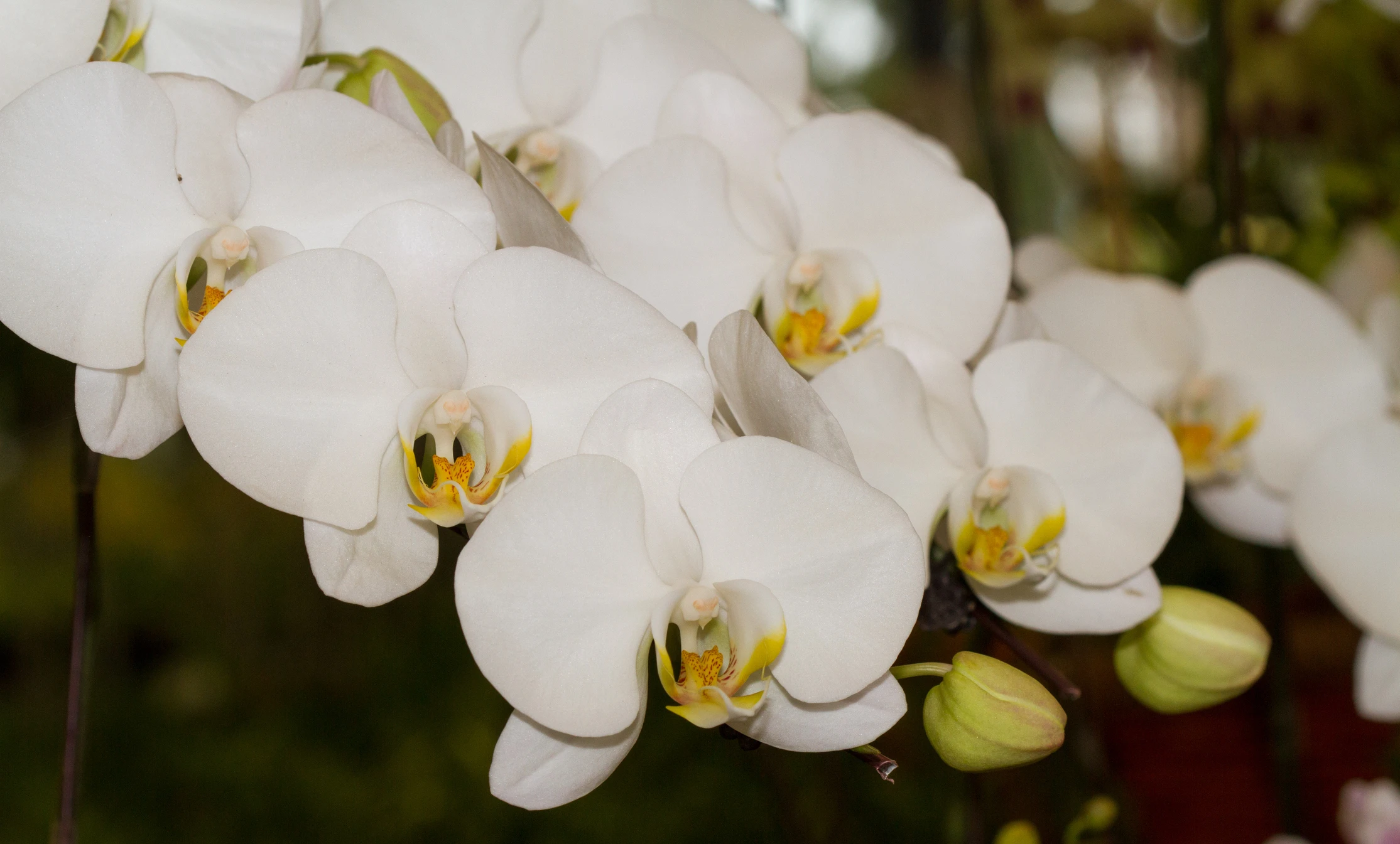 Orchid Plants