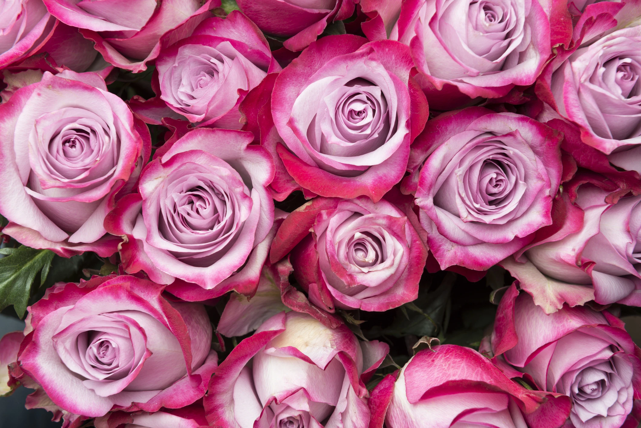All Roses