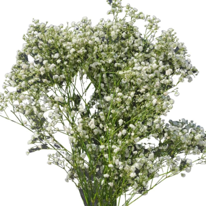 Baby's breath per bunch FlowersAndServices®