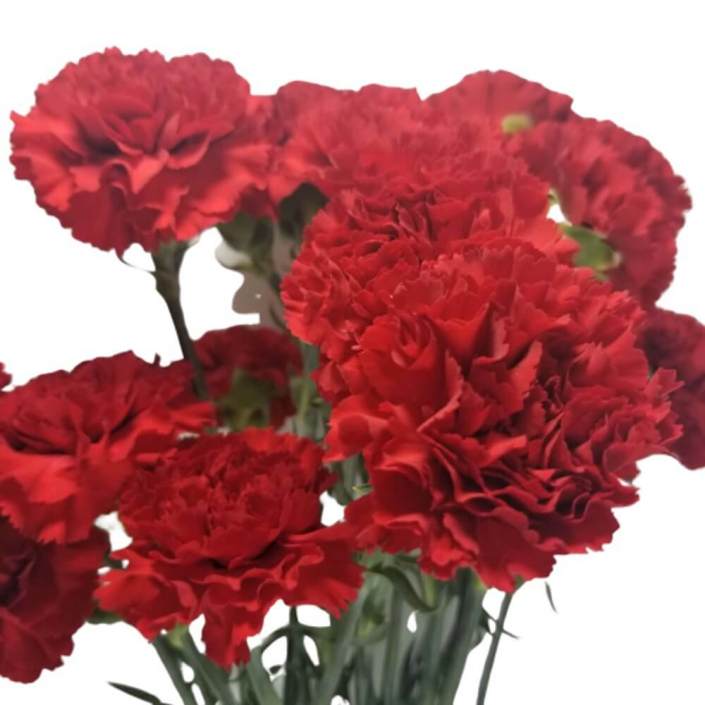 Carnations Red FlowersAndServices??