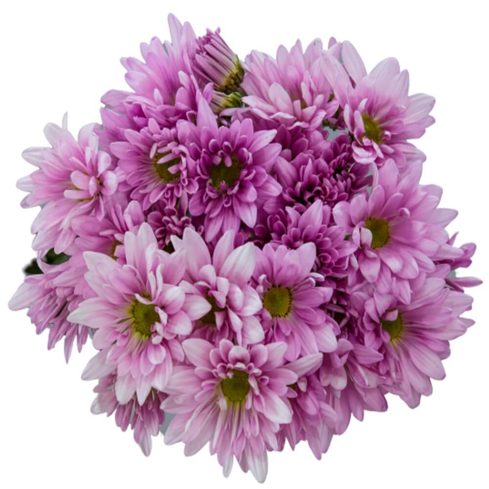 DAISIES LILAC PER BUNCH FlowersAndServices®