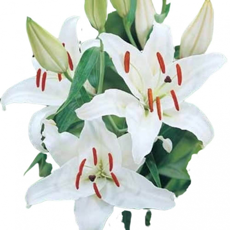 Lilies Oriental Casablanca FlowersAndServices®