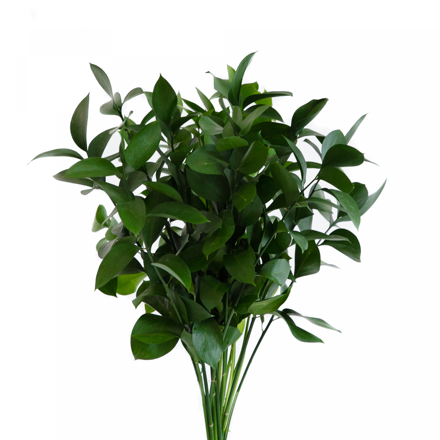Ruscus - Flowers & Services