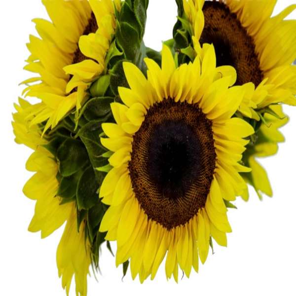 Sunflowers x 5 Stems FlowersAndServices®
