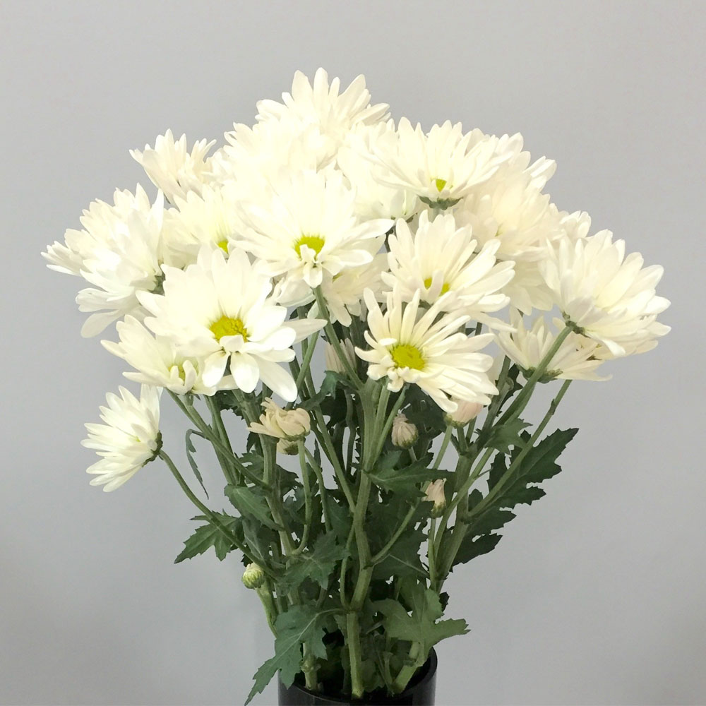 WHITE DAISIES PER BUNCH FlowersAndServices®