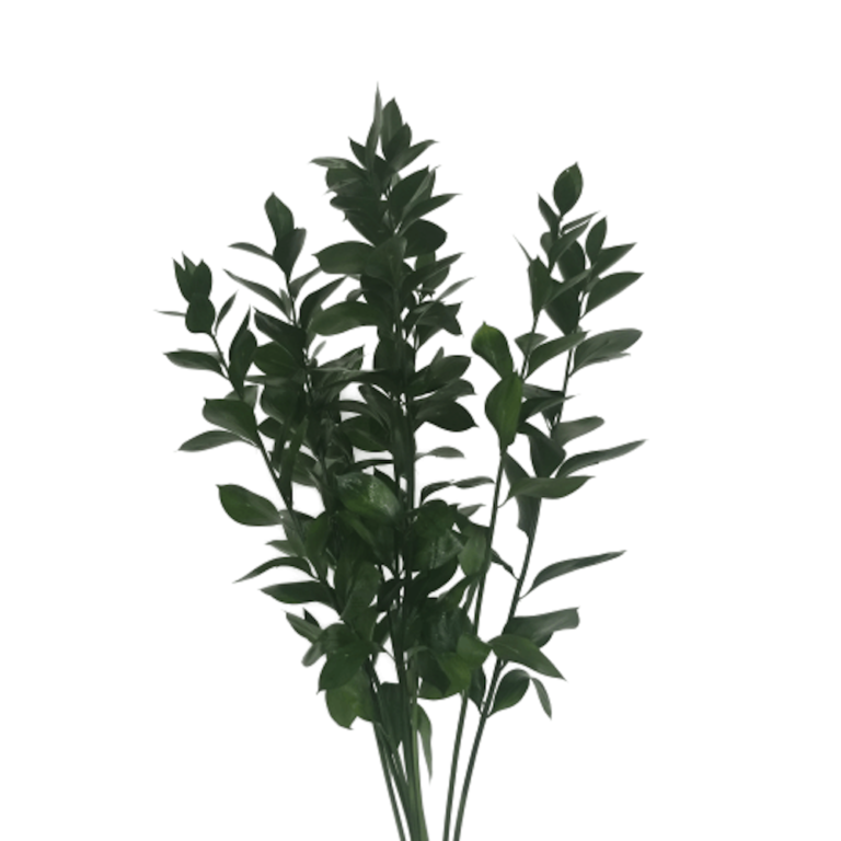 Green Ruscus X 10 Stems Flowersandservices®