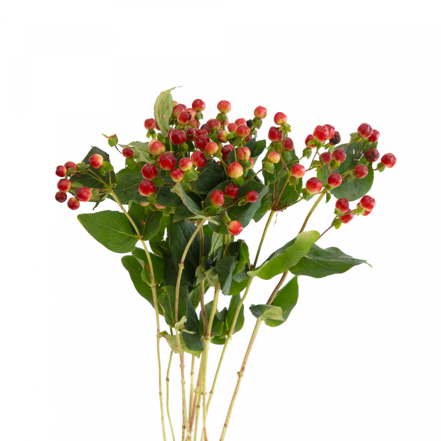 Adore flowersandservices 