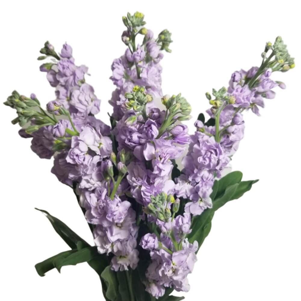 Stock Lilac - FlowersAndServices®