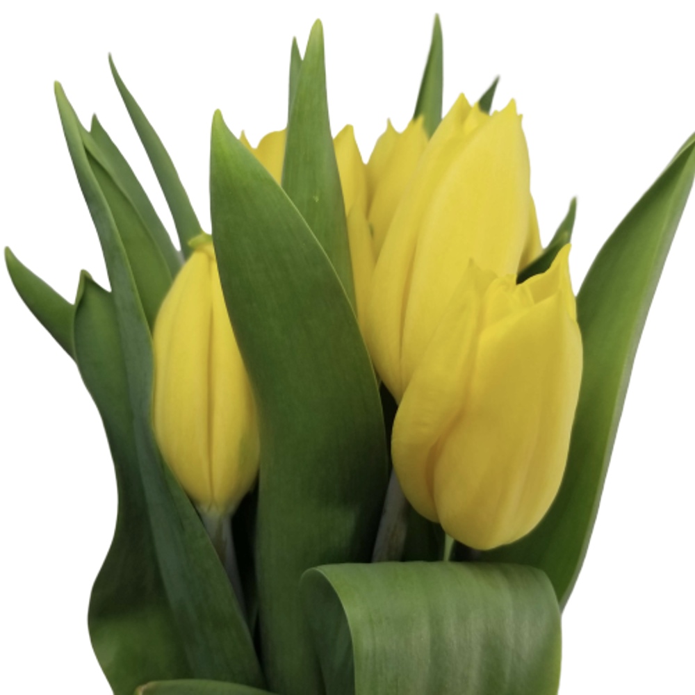 Tulips Yellow FlowersAndServices®