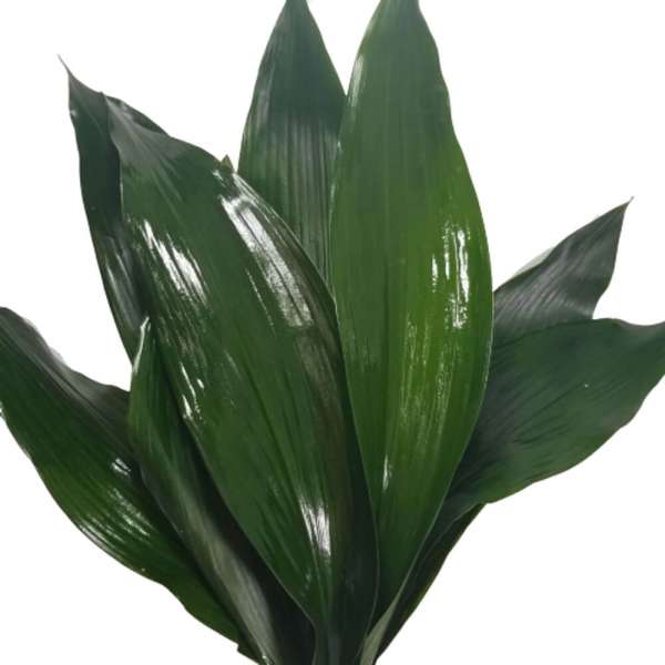 Aspidistra Leaf FlowersAndServices   Aspidistra Leaf 1 600x600 