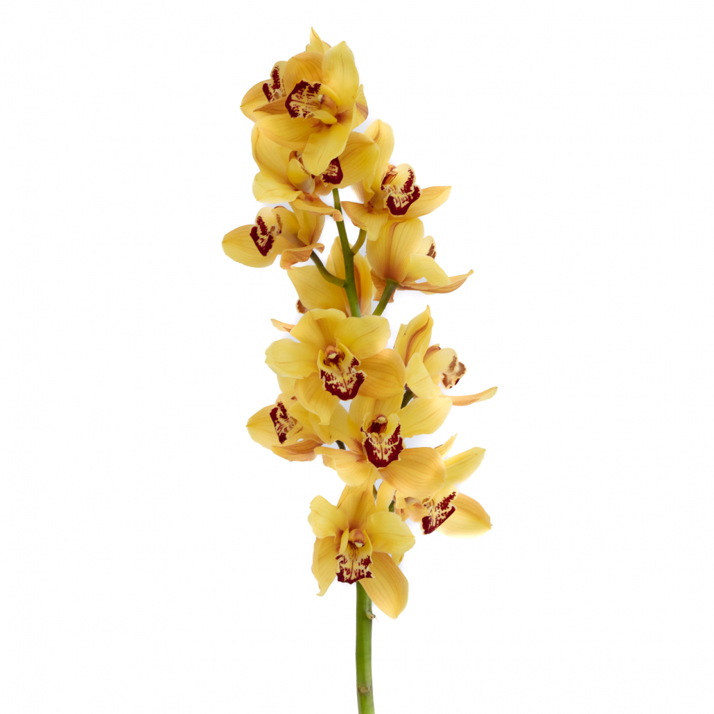 Cymbidium Orchid Yellow - FlowersAndServices®