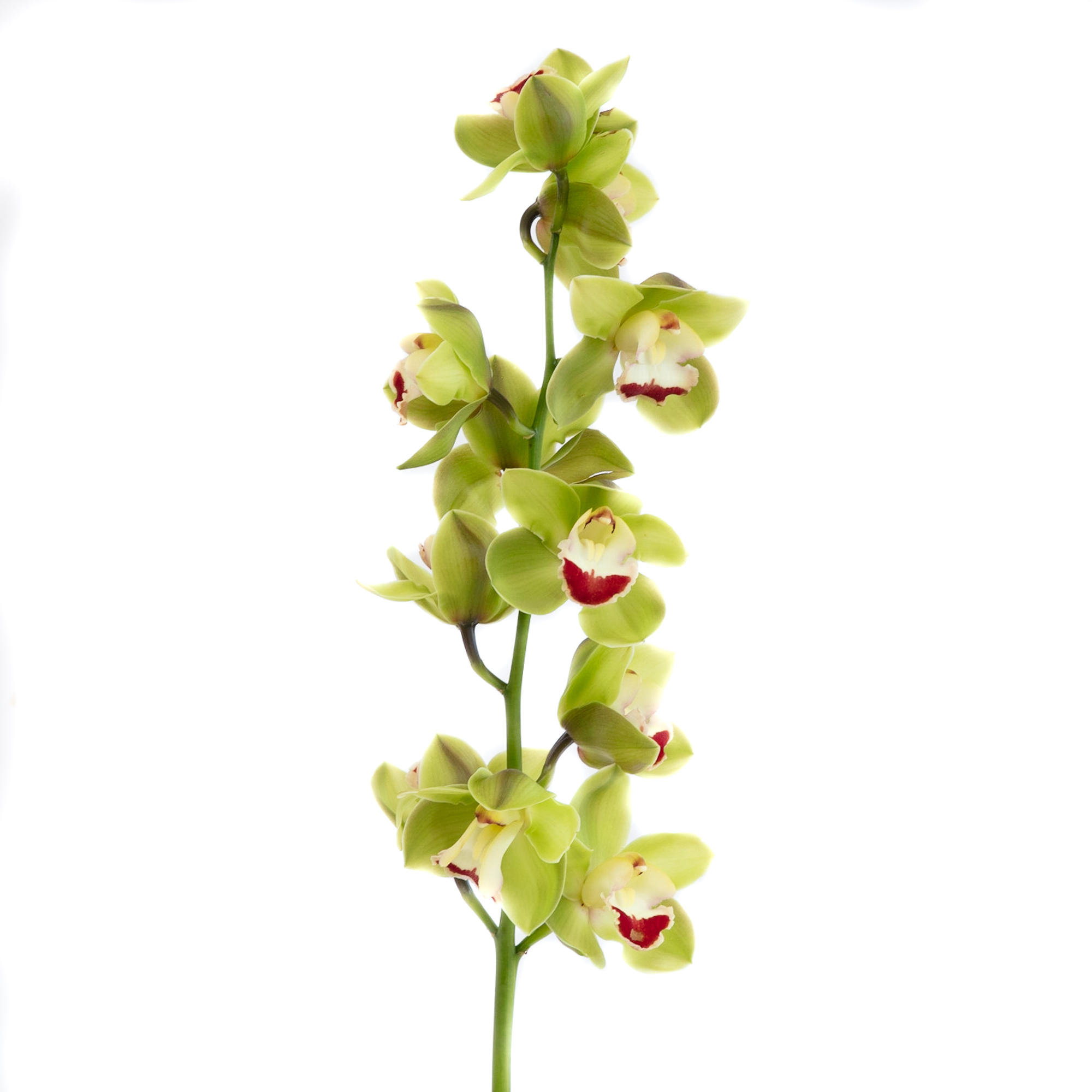 Cymbidium Orchid Green Flowersandservices®