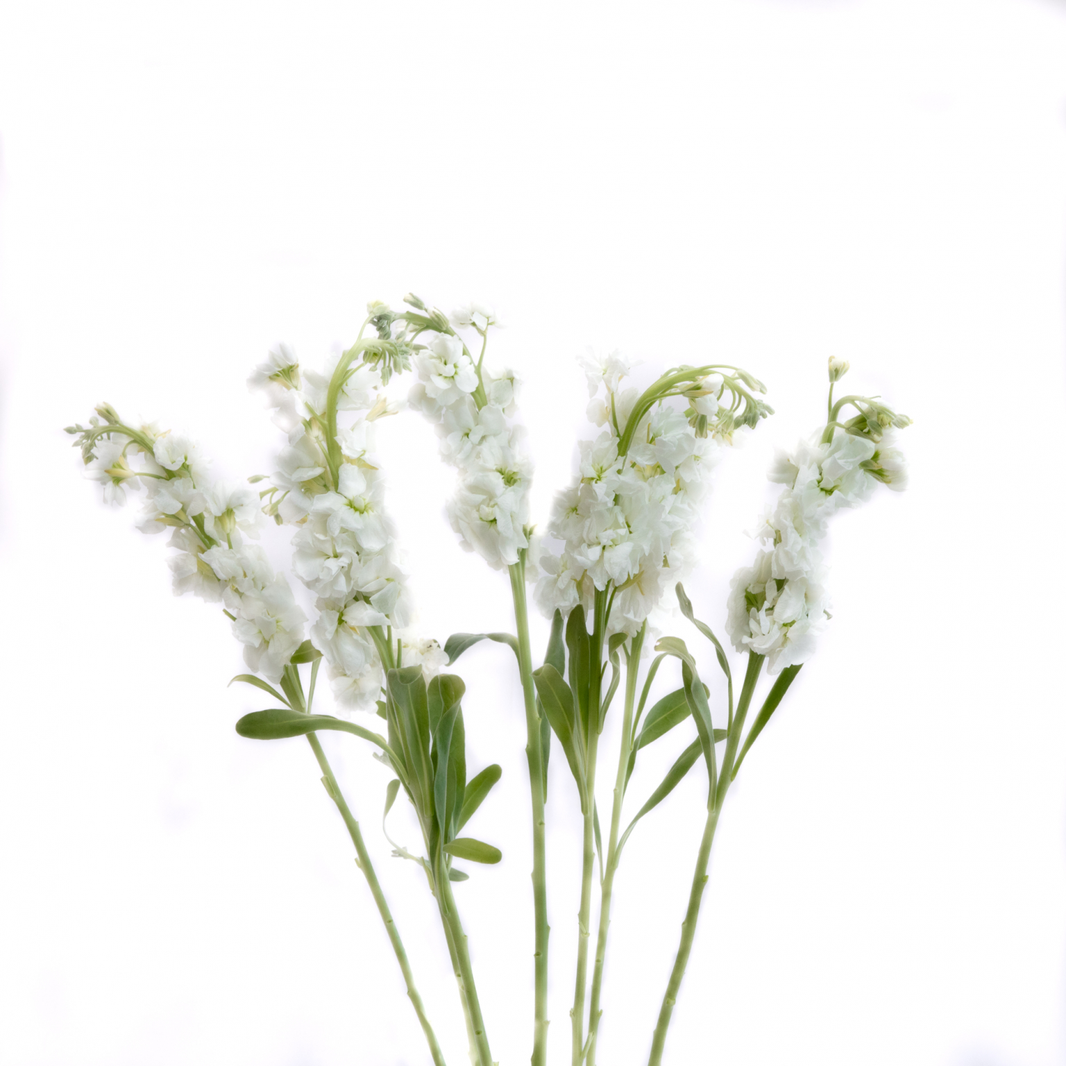 Stock White - Flowers & Services