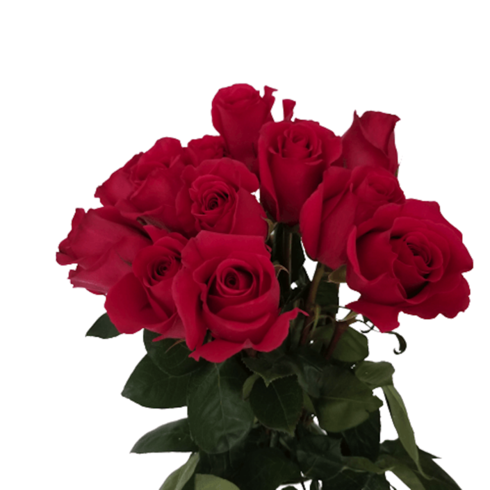 Roses Hot Pink 50Cm FlowersAndServices®