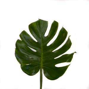 Monstera Leaf Medium - FlowersAndServices®