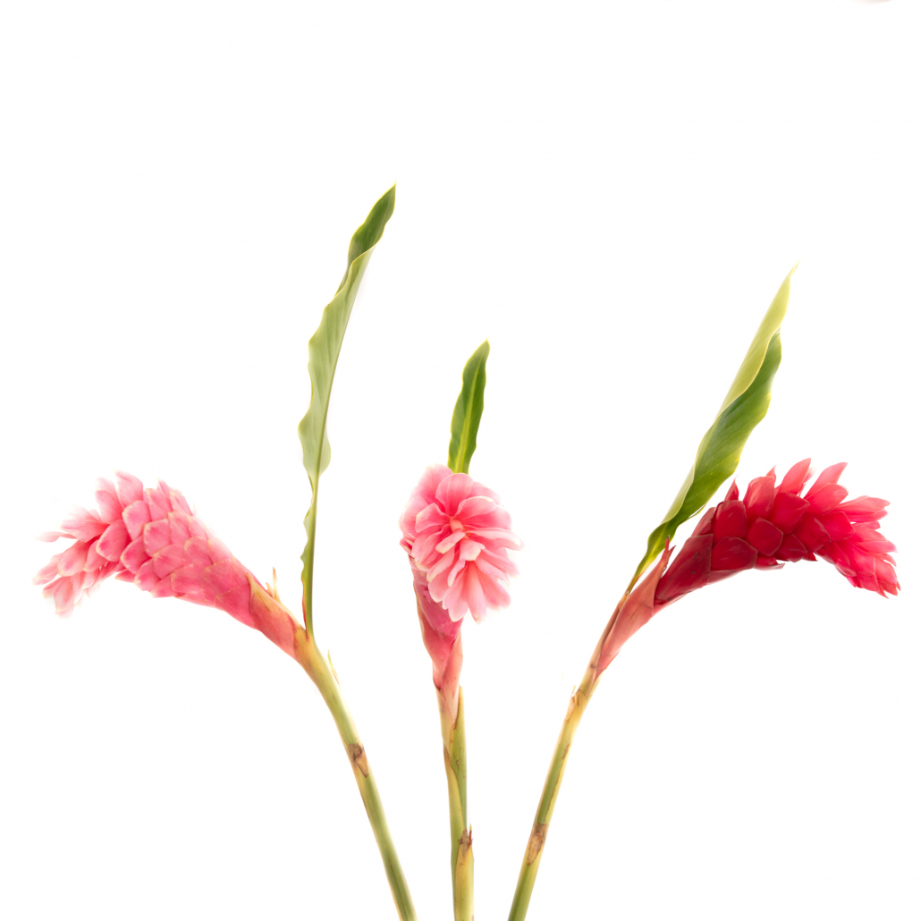 Ginger FlowersAndServices®