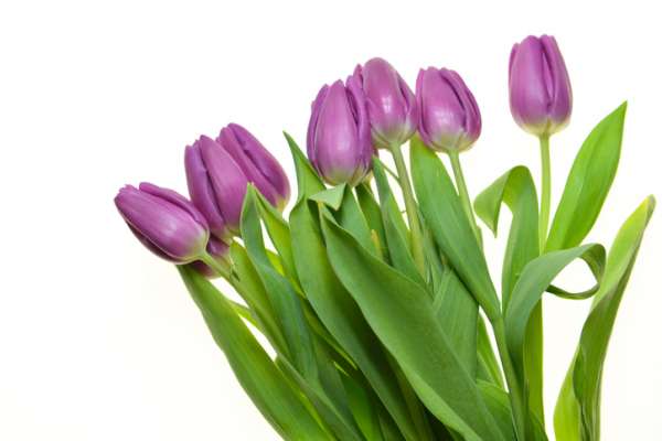 Tulips Purple