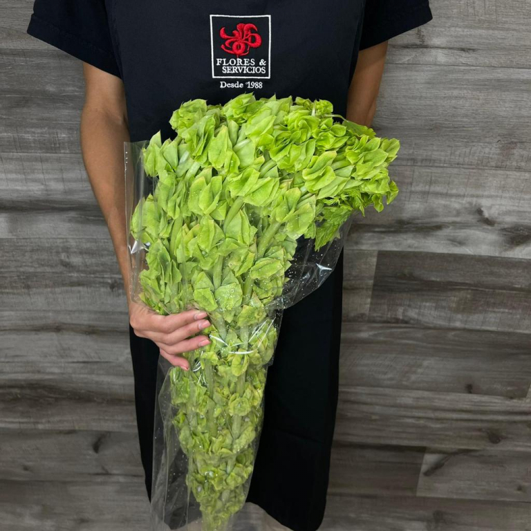 Bell Of Ireland Box 100 Stems FlowersAndServices®