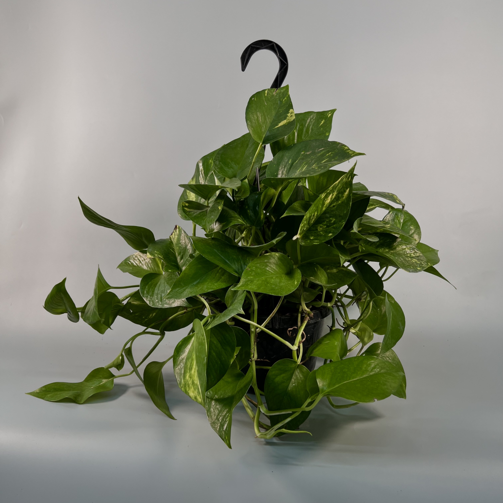 Golden Pothos Plant (Hanging Basket) 8" FlowersAndServices®