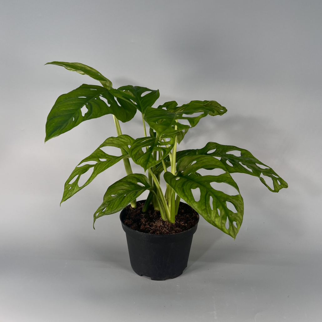 monstera online Monstera Deliciosa Yellow Marilyn main image 0
