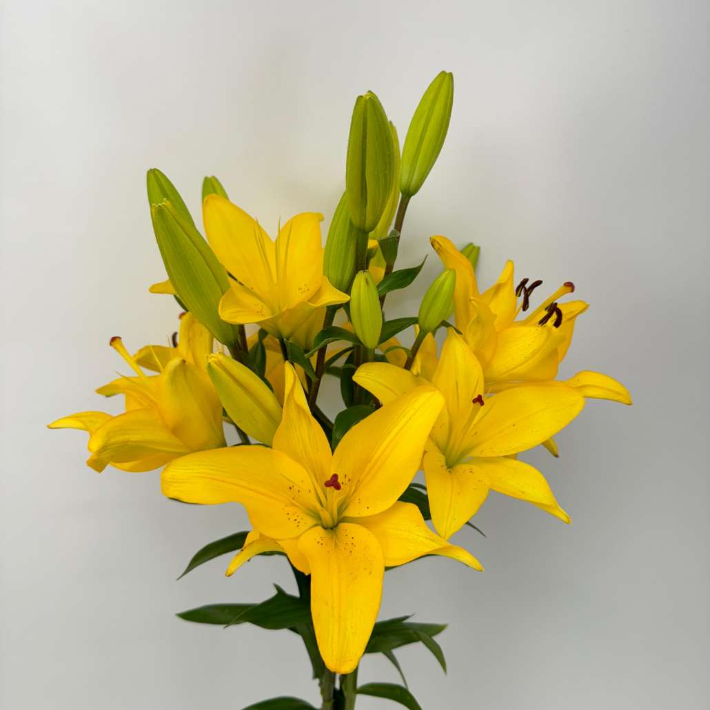 Asiatic Lilies Yellow - FlowersAndServices®