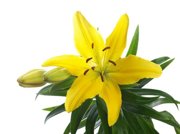 Asiatic Lilies Yellow