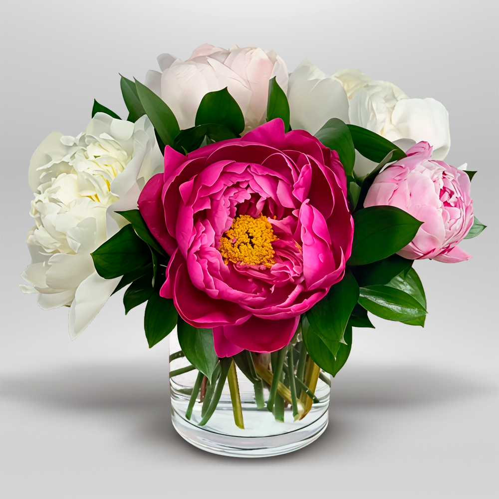 Peony Moment